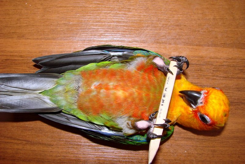 68.jpg