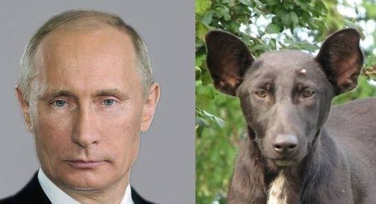 putin.jpeg