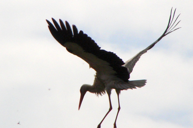 DSC00016.jpg