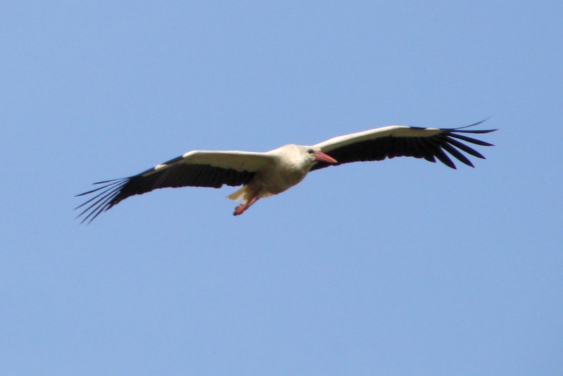 DSC00020.jpg