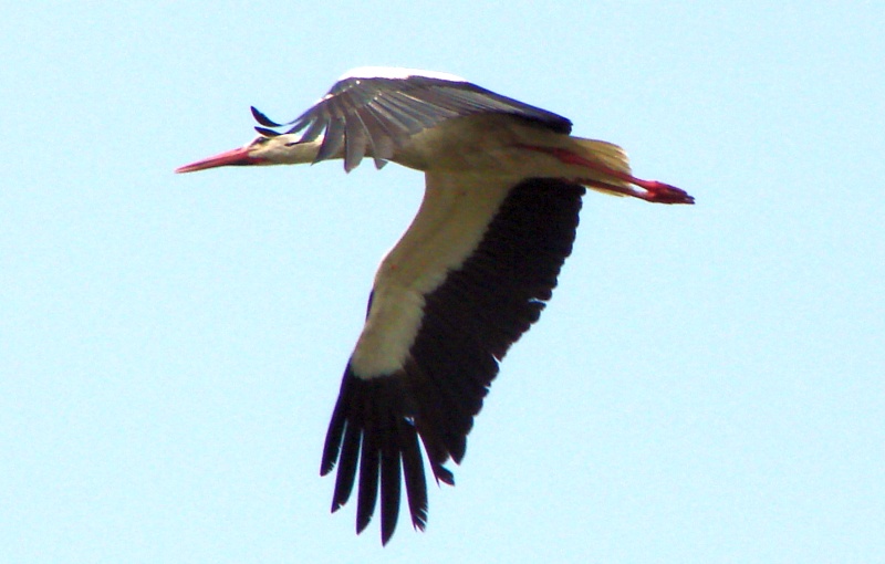 DSC00022.jpg