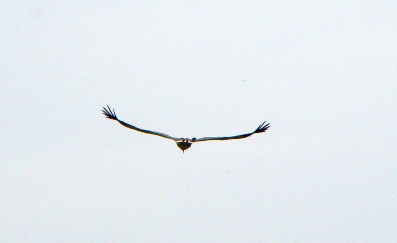 DSC00024.jpg