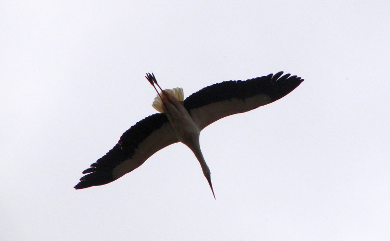DSC00356.JPG
