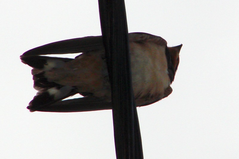 DSC00405.jpg