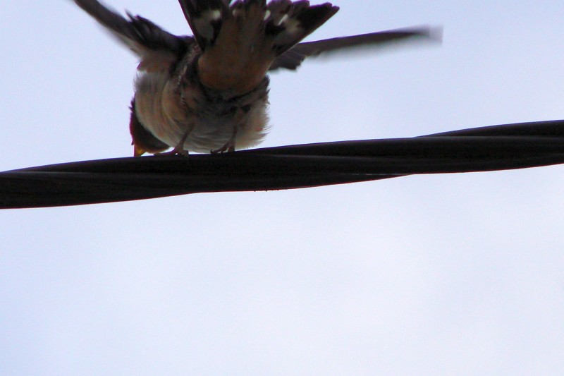 DSC00412.jpg