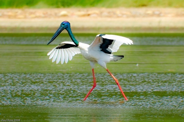 1324411493210_Black-neckedStork-938x704.jpg