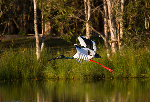 Black-necked-Stork.jpg