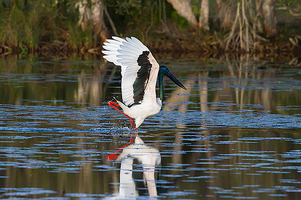 Black-necked-Stork-dancing-3.jpg