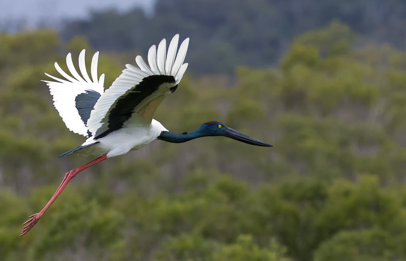 Female_of_Black-necked_Stork.jpg