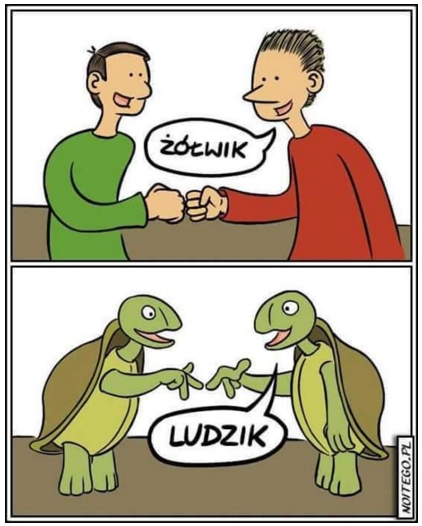zolwik.jpg