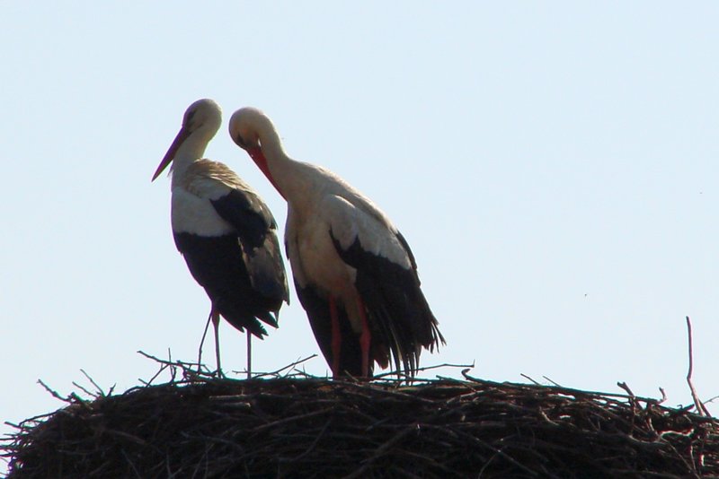 DSC00004.jpg