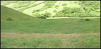 Zawody.gif