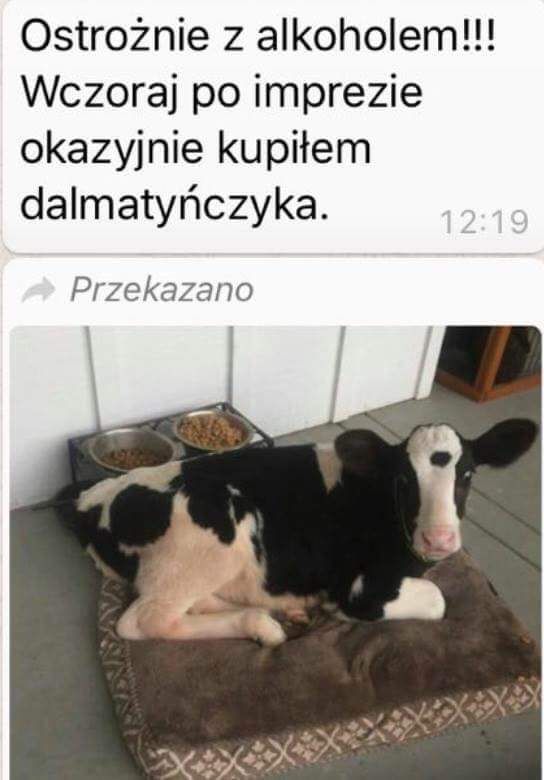 dalmatyńczyk.jpg