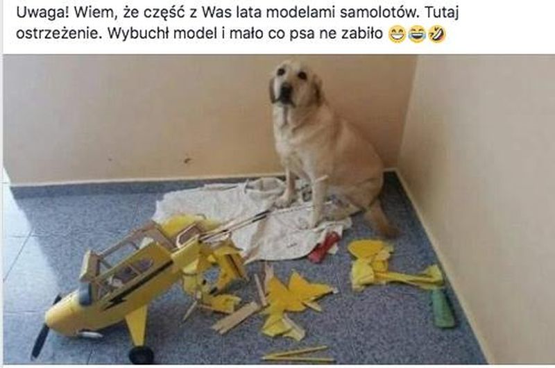 piesek.jpg