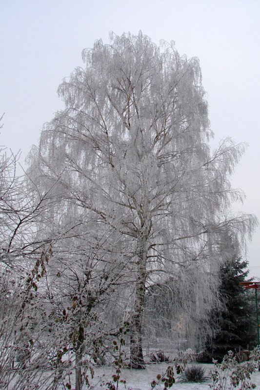 DSC00132.JPG