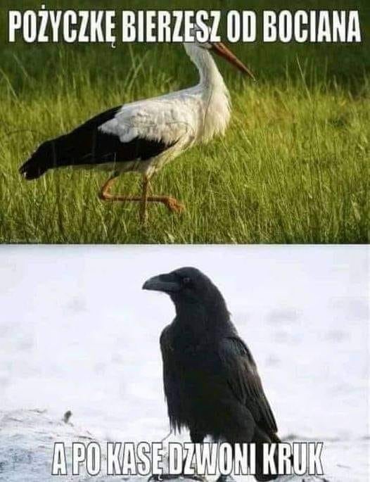 bocian.jpg