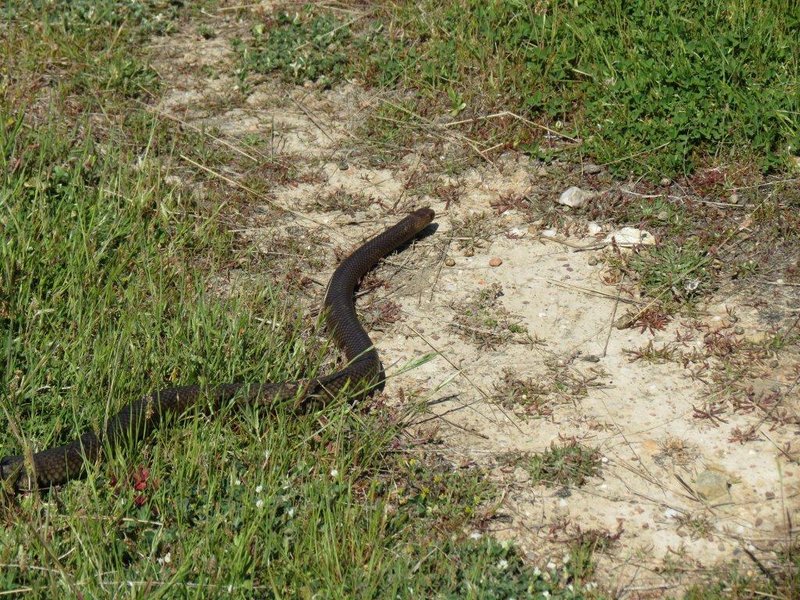 snake3.JPG