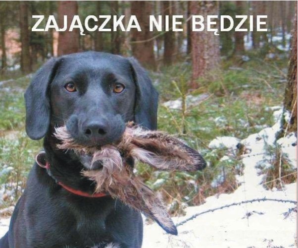 Zajączek.jpg