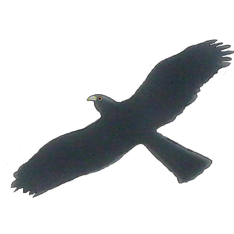 Jastrząb.JPG