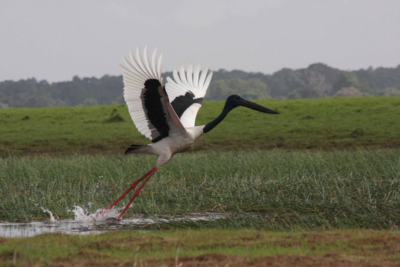 jabiru.jpg